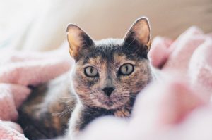 detetar-prevenir-tumores-mamarios-caes-gatos